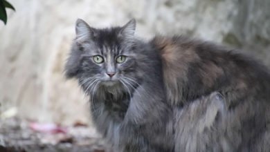 Gatto Angora Turco, caratteristiche e prezzi