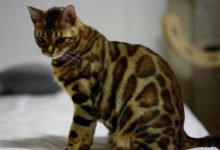 Caratteristiche e informazioni sul gatto Bengala