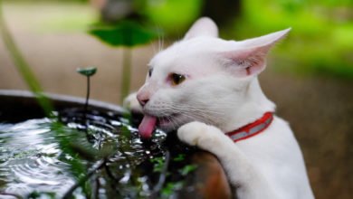 Quando il gatto beve tanta acqua cosa fare