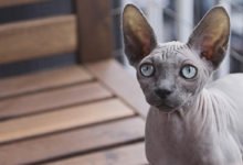 Informazioni e caratteristiche del gatto Sphynx