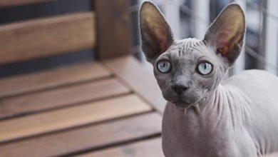 Informazioni e caratteristiche del gatto Sphynx