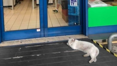 Chicca è la gatta del supermercato di San Marino
