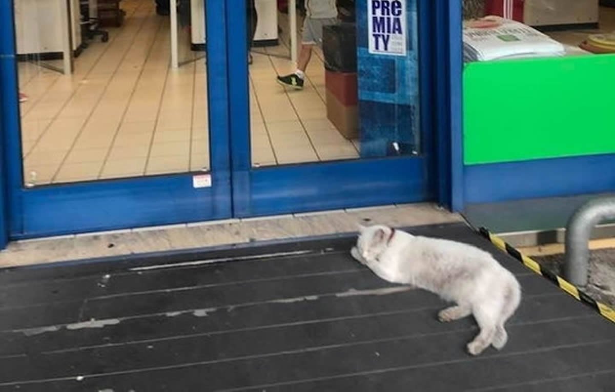 Chicca è la gatta del supermercato di San Marino