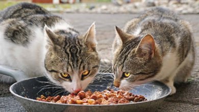 Una guida per capire qual è la ciotola giusta per il tuo gatto