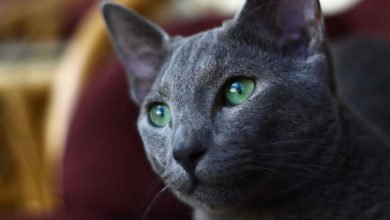 Informazioni e caratteristiche del gatto Blu di Russia