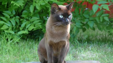 Informazioni sulla razza di gatto Burmese