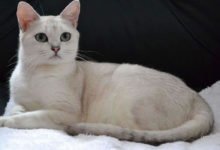 Informazioni fisiche e sul carattere del gatto Burmilla