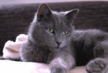 Prezzo e carattere del gatto Certosino