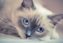 Informazioni, carattere e prezzo del gatto Ragdoll