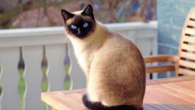 Informazioni su carattere e prezzo del gatto Siamese