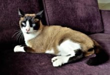 Informazioni e caratteristiche del gatto Snowshoe