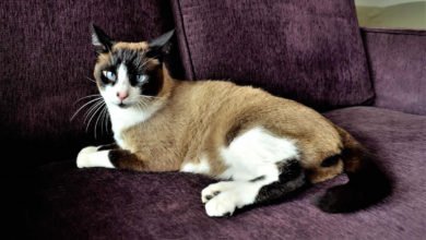 Informazioni e caratteristiche del gatto Snowshoe