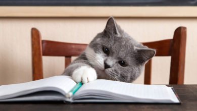 Utili consigli su come educare un gatto