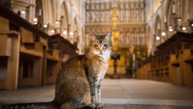 Doorkins Magnificat, la gatta della cattedrale di Londra