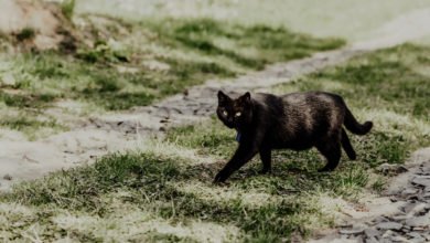 Gatto nero superstizione e leggende del medioevo