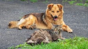 foto di gatti e cani cuccioli