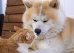 foto cuccioli cani e gatti