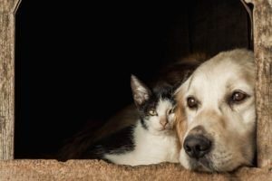 foto dei cani e gatti