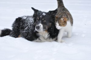 foto cane e gatto