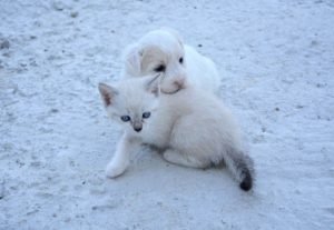 immagini cani e gatti cuccioli