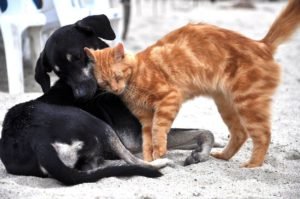 immagini di cani e gatti insieme