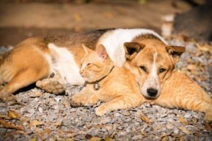 foto gatti e cani