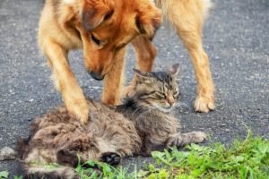 foto di cani e gatti insieme