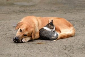 cani e gatti immagini