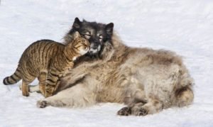 foto di gatti e cani