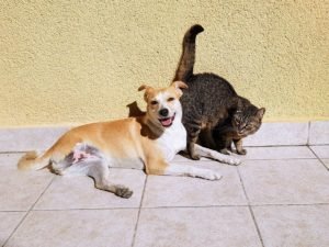 immagini di gatti e cani