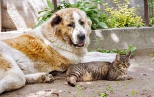 foto di cani e gatti