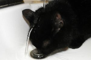 Un gatto che beve in modo strano