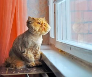 un micio buffo guarda dalla finestra