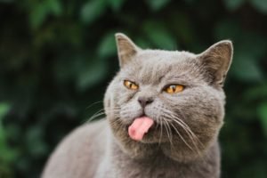 il gatto che fa la linguaccia