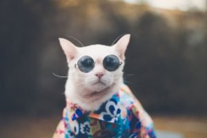 Un gattino alla moda