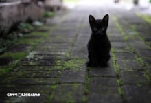 foto di un gattino nero per strada