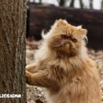 immagine di un gatto persiano vicino a un albero