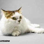 foto di gatto persiano bianco sul pavimento