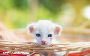 un piccolo di gatto bianco nato da poco