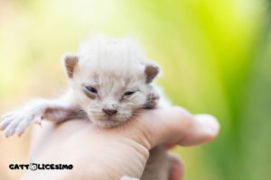 Un cucciolo di gatto appena nato