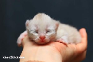 un piccolo gattino appena ato