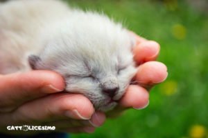 Un micio neonato tenuto tra le mani