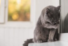 Consigli su come pulire le orecchie al gatto
