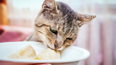 Consigli utili per chi vuole far seguire al gatto la dieta BARF