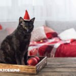 gatto natale foto