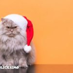 foto gatti natale