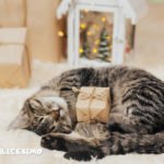 gatto natale foto