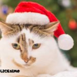 foto gatti natale