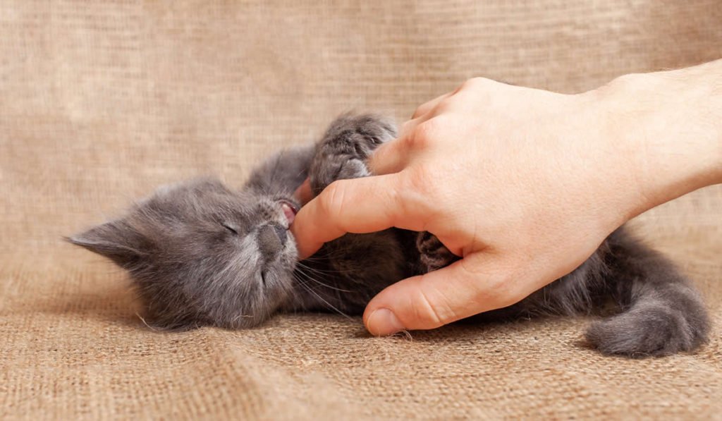 Gatti Maschio O Femmina Ecco Come Capirlo Gattolicesimo