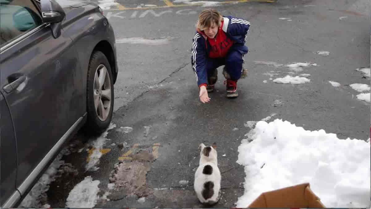 Il trailer di SOS Gatto